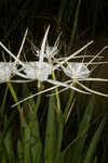 Godfreyi's spider-lily